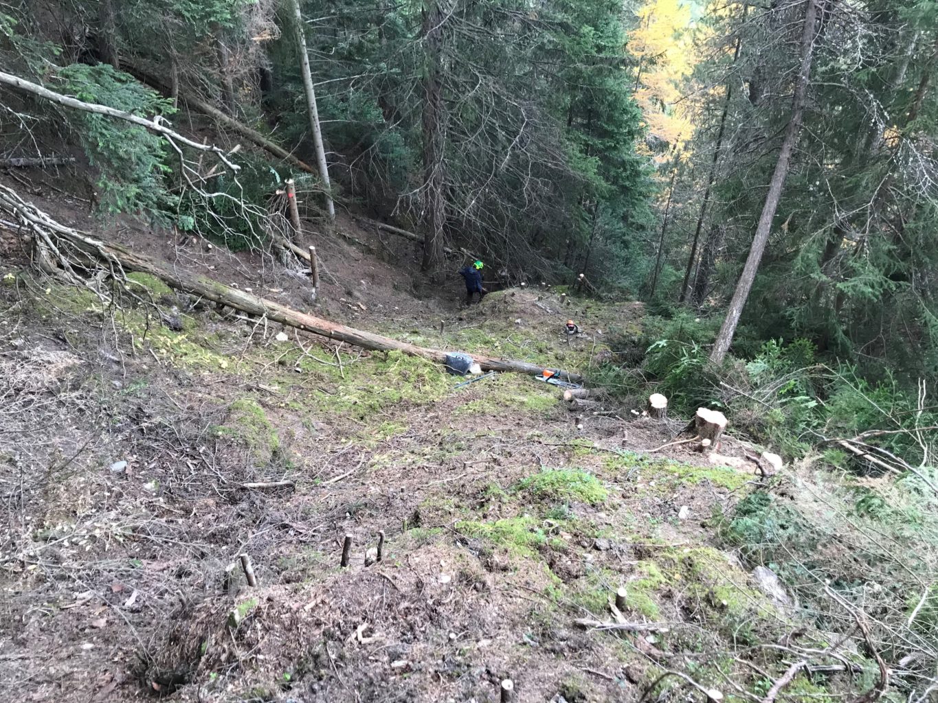 Réouverture forestière pour favoriser les Sabots de Vénus – Avrieux, Haute Maurienne, Savoie (73)