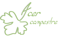 ACER CAMPESTRE (ACER CAMPESTRE)