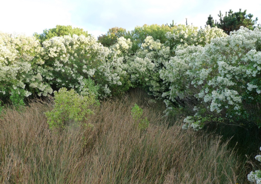 Le Séneçon en arbre (Baccharis hamilifolia) est une espèce exotique envahissante sur le littoral breton, originaire des États-unis.