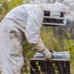 Les abeilles agissent tels des drones pour la préservation de l’environnement.
