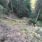 Réouverture forestière pour favoriser les Sabots de Vénus – Avrieux, Haute Maurienne, Savoie (73)