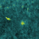 Détection, identification et localisation de population d’outarde canepetière sur le plateau de Valensole par caméra thermique sur drone