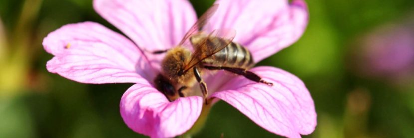 abeille beeomonitoring solar impulse